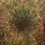 Herfst thumbnail 1